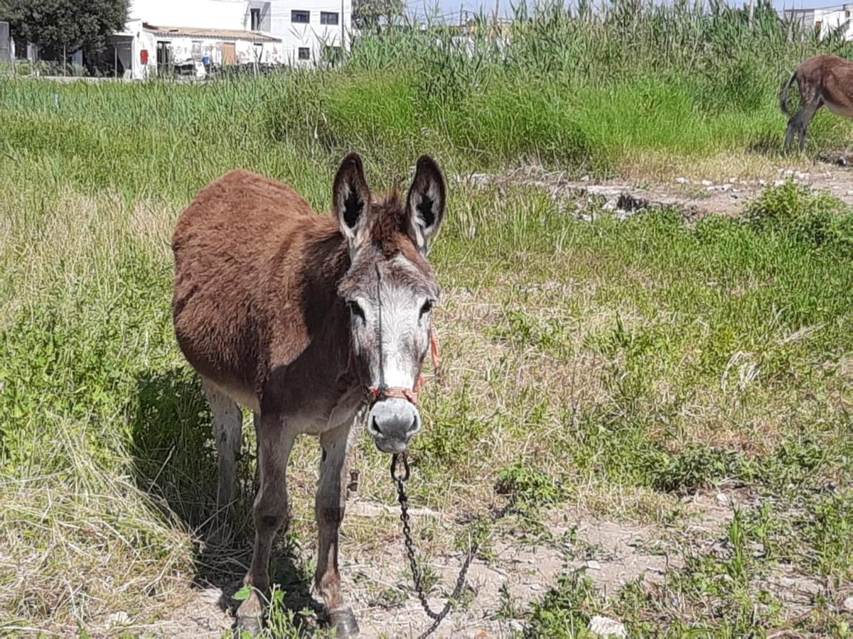 סנט ג'אומה ד'נבג'ה Caseta Del Delta De L'Ebre מראה חיצוני תמונה